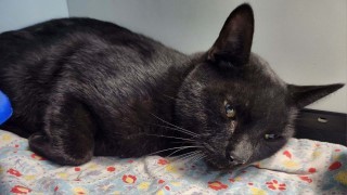 Bowie, an adoptable Domestic Short Hair in Kingman, AZ, 86401 | Photo Image 1