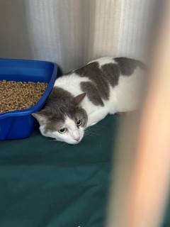 Hazel, an adoptable Domestic Short Hair in Kingman, AZ, 86401 | Photo Image 1