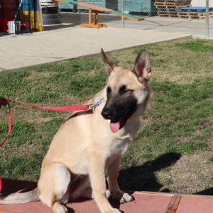 Coral, Young Female Australian Shepherd