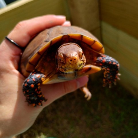 Turtle for adoption - Male three toed box turtles, a Turtle in San ...