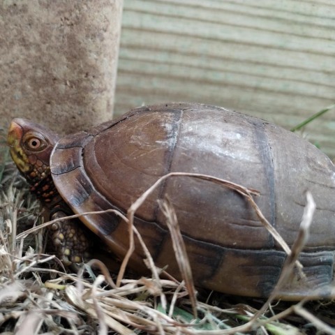 Male three toed box turtles 2