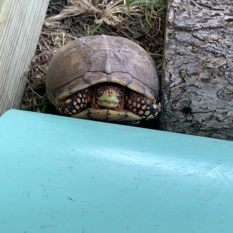 Male three toed box turtles 3