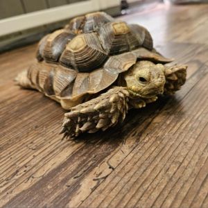 Mr fellow (Fella), Adult Female unknown