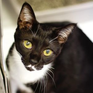 Valentina, Adult Female Domestic Short Hair