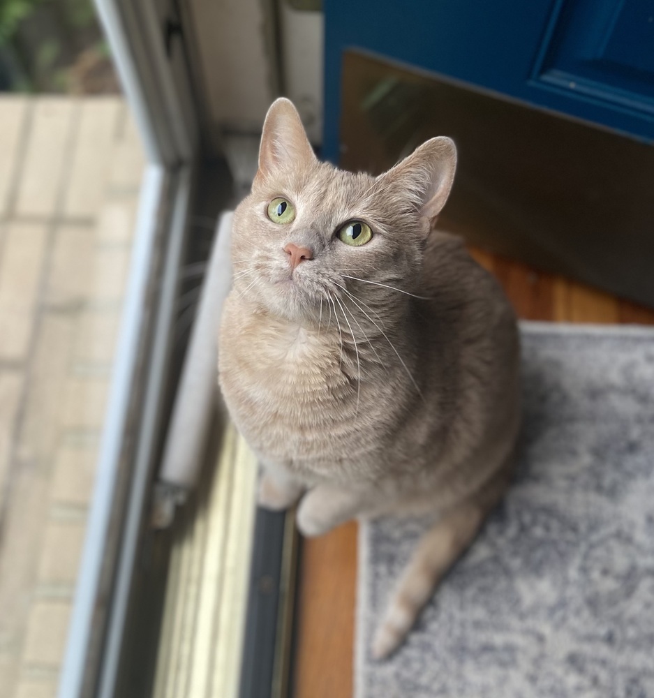 Tawny