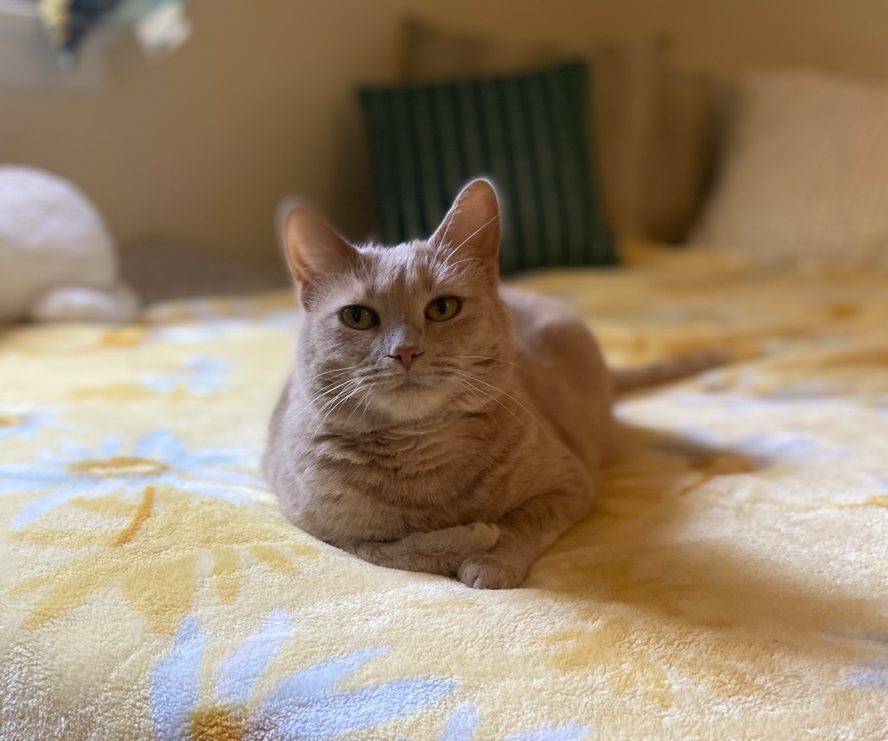 Tawny