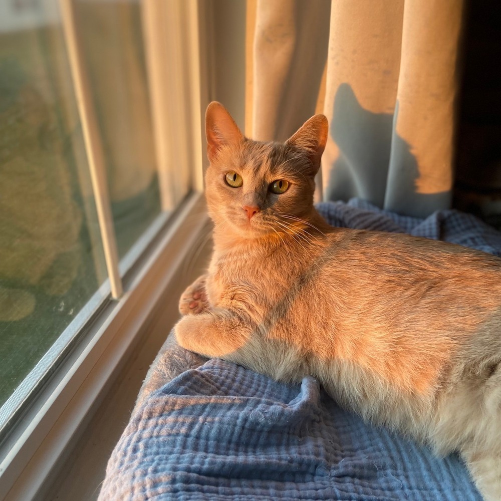 Tawny