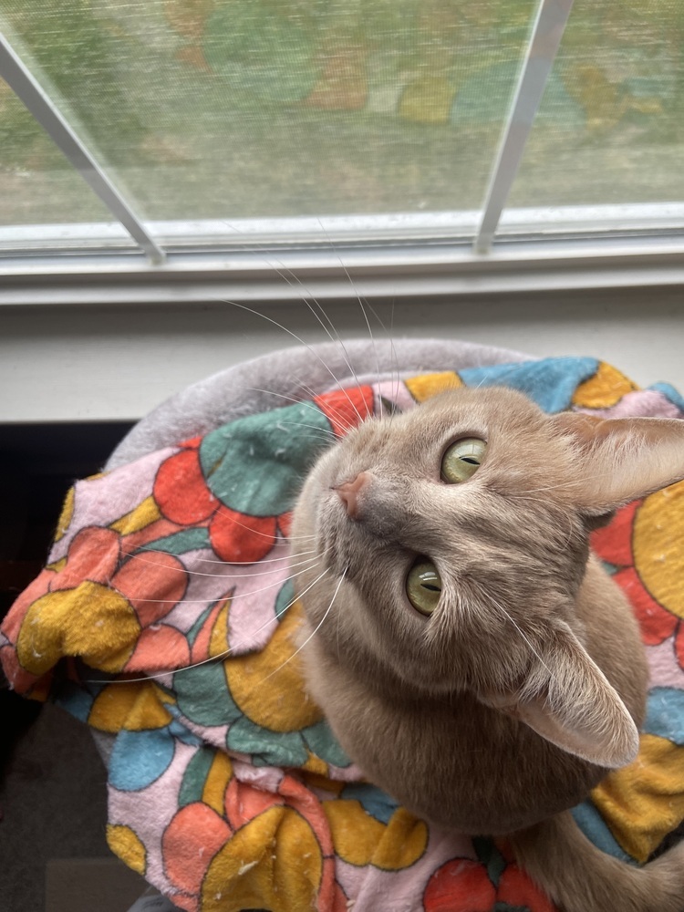 Tawny