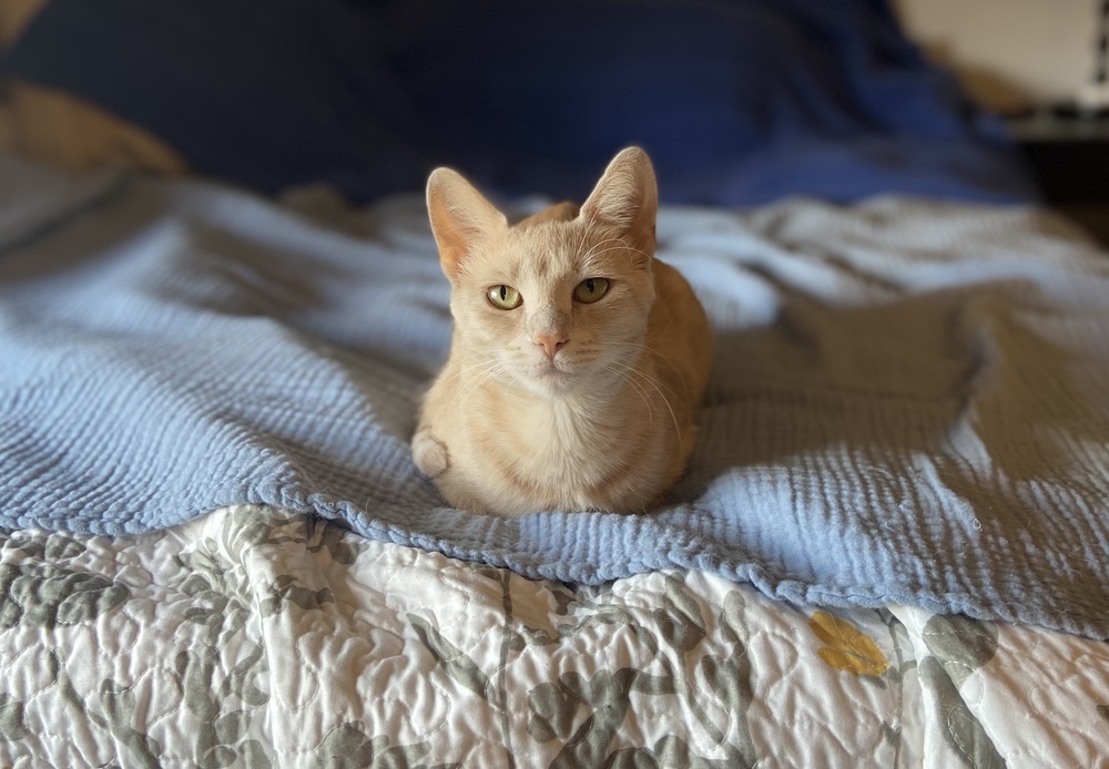 Tawny