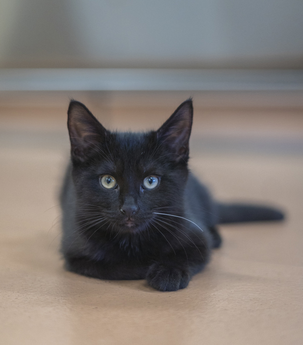 Ferb, an adoptable Domestic Medium Hair in Kennewick, WA, 99336 | Photo Image 1