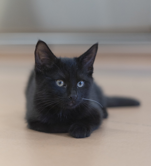 Ferb, an adoptable Domestic Medium Hair in Kennewick, WA, 99336 | Photo Image 2