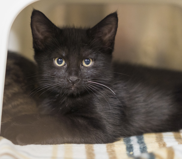 Ferb, an adoptable Domestic Medium Hair in Kennewick, WA, 99336 | Photo Image 3