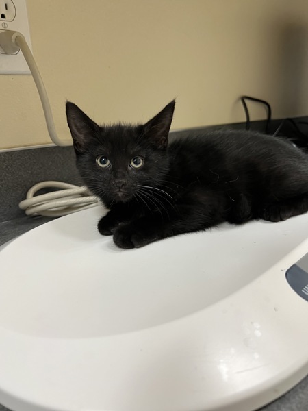 Ferb, an adoptable Domestic Medium Hair in Kennewick, WA, 99336 | Photo Image 4