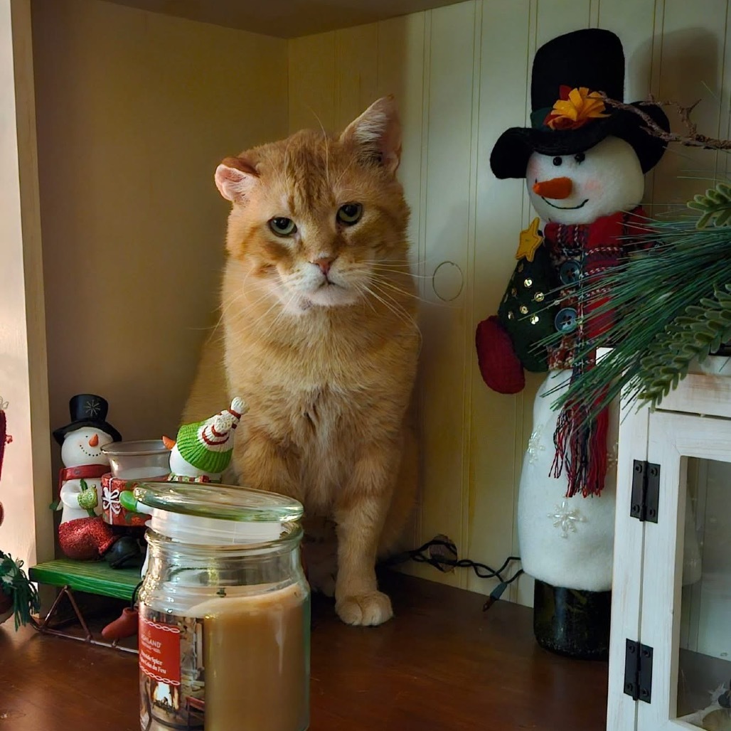 Florian, an adoptable Domestic Short Hair in Spring Hill, KS, 66083 | Photo Image 1