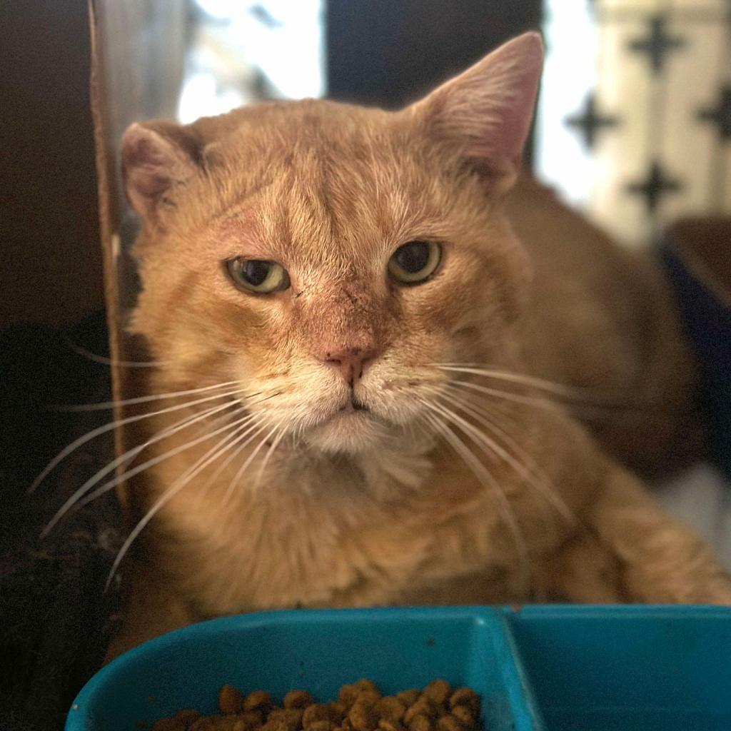 Florian, an adoptable Domestic Short Hair in Spring Hill, KS, 66083 | Photo Image 2