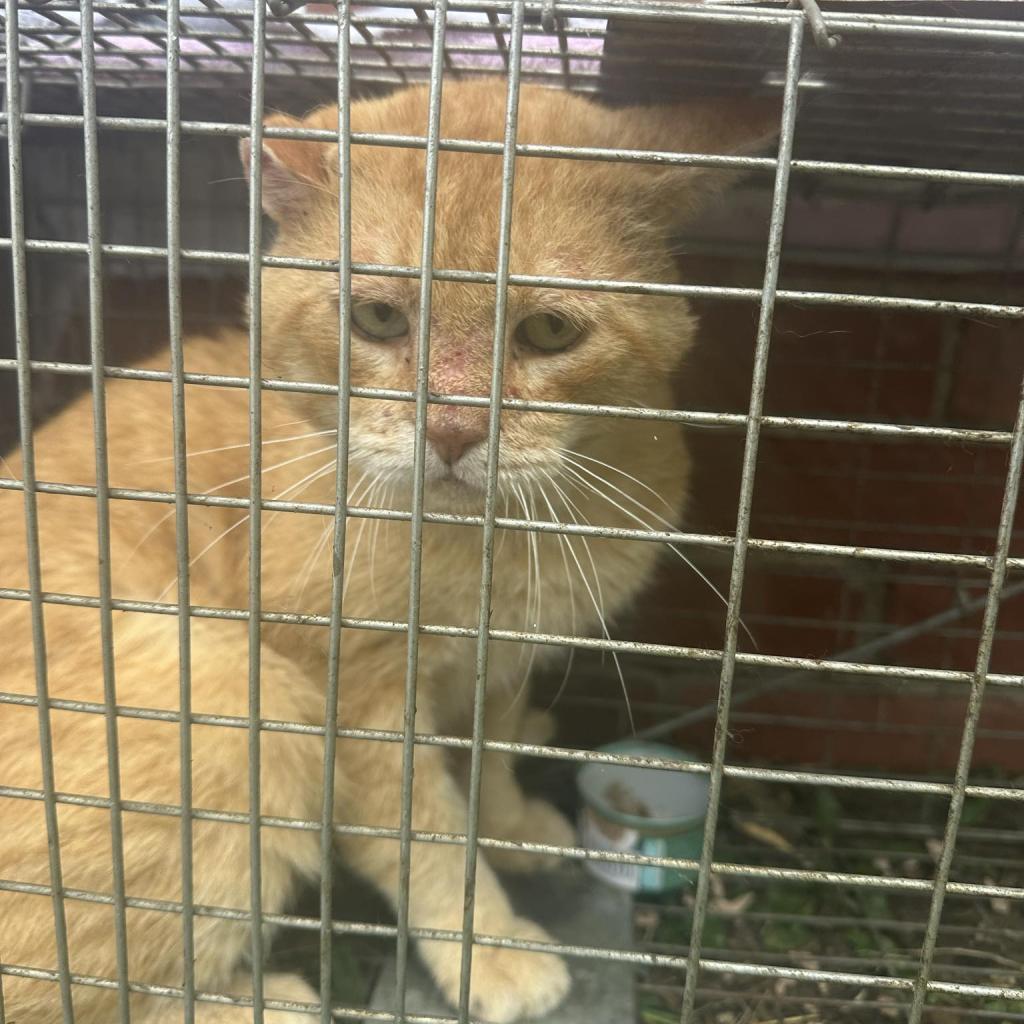 Florian, an adoptable Domestic Short Hair in Spring Hill, KS, 66083 | Photo Image 3