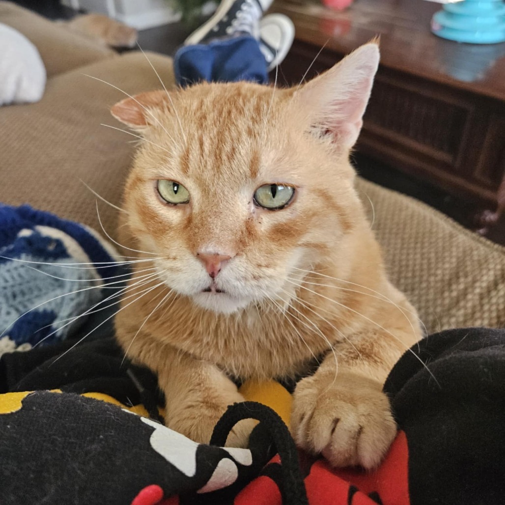 Florian, an adoptable Domestic Short Hair in Spring Hill, KS, 66083 | Photo Image 4