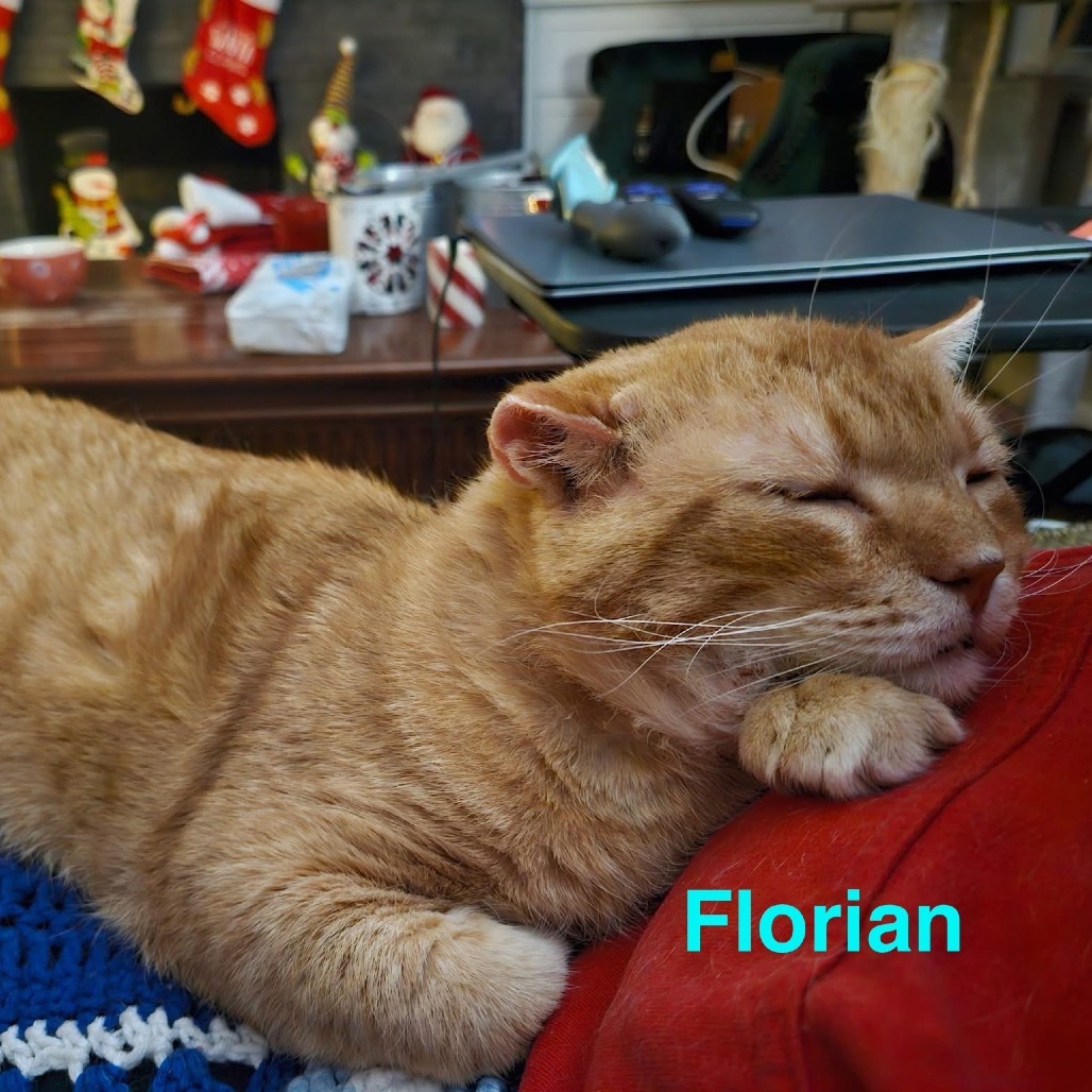 Florian, an adoptable Domestic Short Hair in Spring Hill, KS, 66083 | Photo Image 5