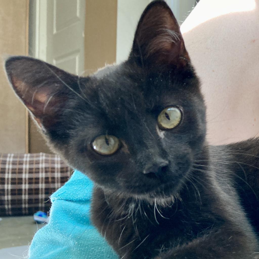 Ember, an adoptable Domestic Short Hair in Fresno, CA, 93725 | Photo Image 1