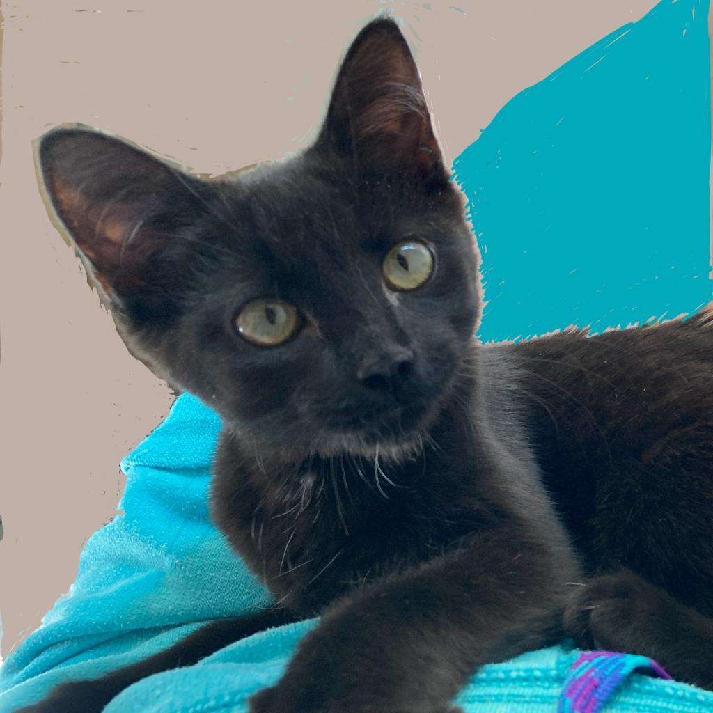 Ember, an adoptable Domestic Short Hair in Fresno, CA, 93725 | Photo Image 2