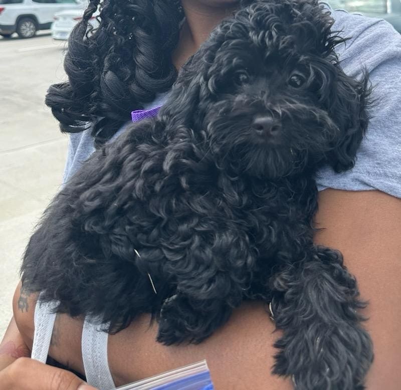 Batman, an adoptable Cavapoo in Broken Arrow, OK, 74011 | Photo Image 1