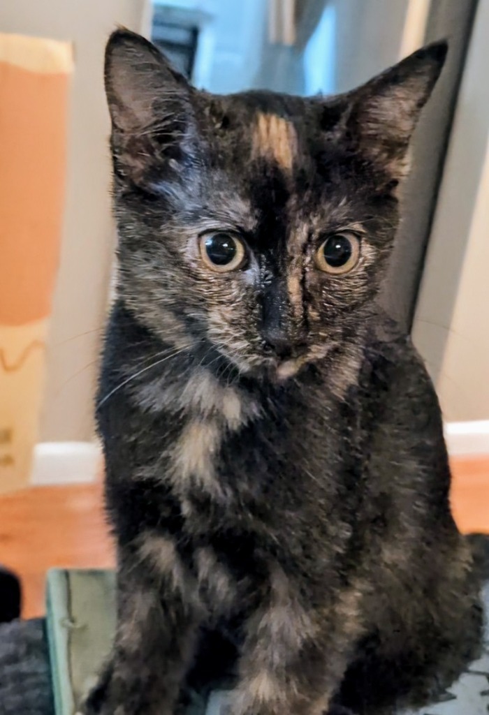 Raisin (Harleigh), an adoptable Domestic Short Hair in Olathe, KS, 66062 | Photo Image 2