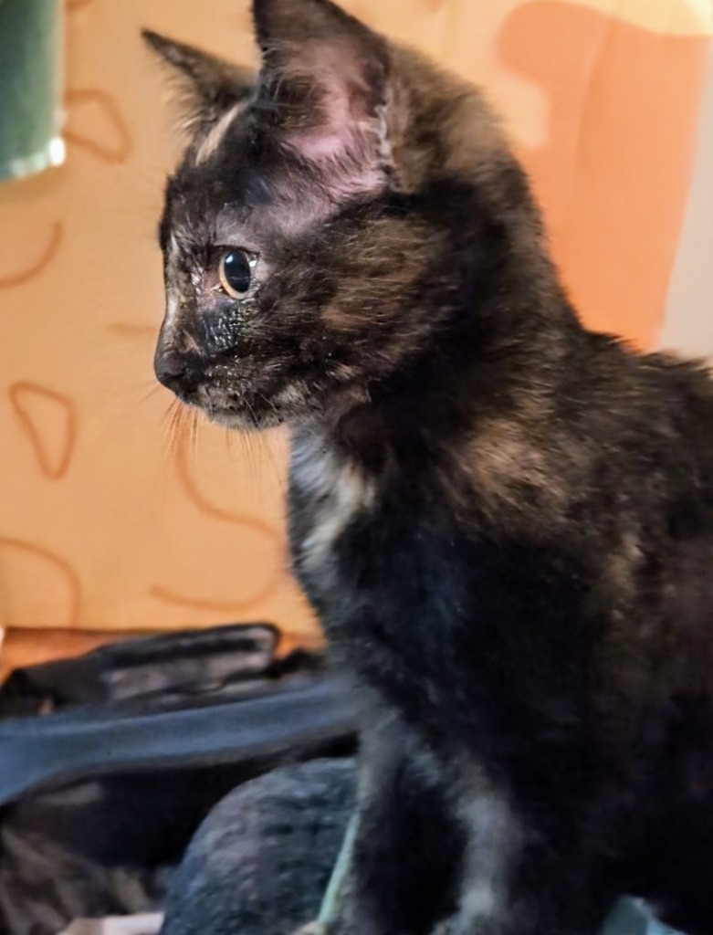 Raisin (Harleigh), an adoptable Domestic Short Hair in Olathe, KS, 66062 | Photo Image 3