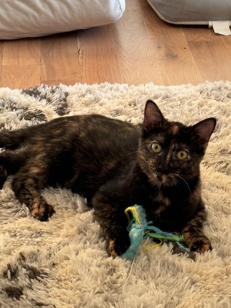 Raisin (Harleigh), an adoptable Domestic Short Hair in Olathe, KS, 66062 | Photo Image 4