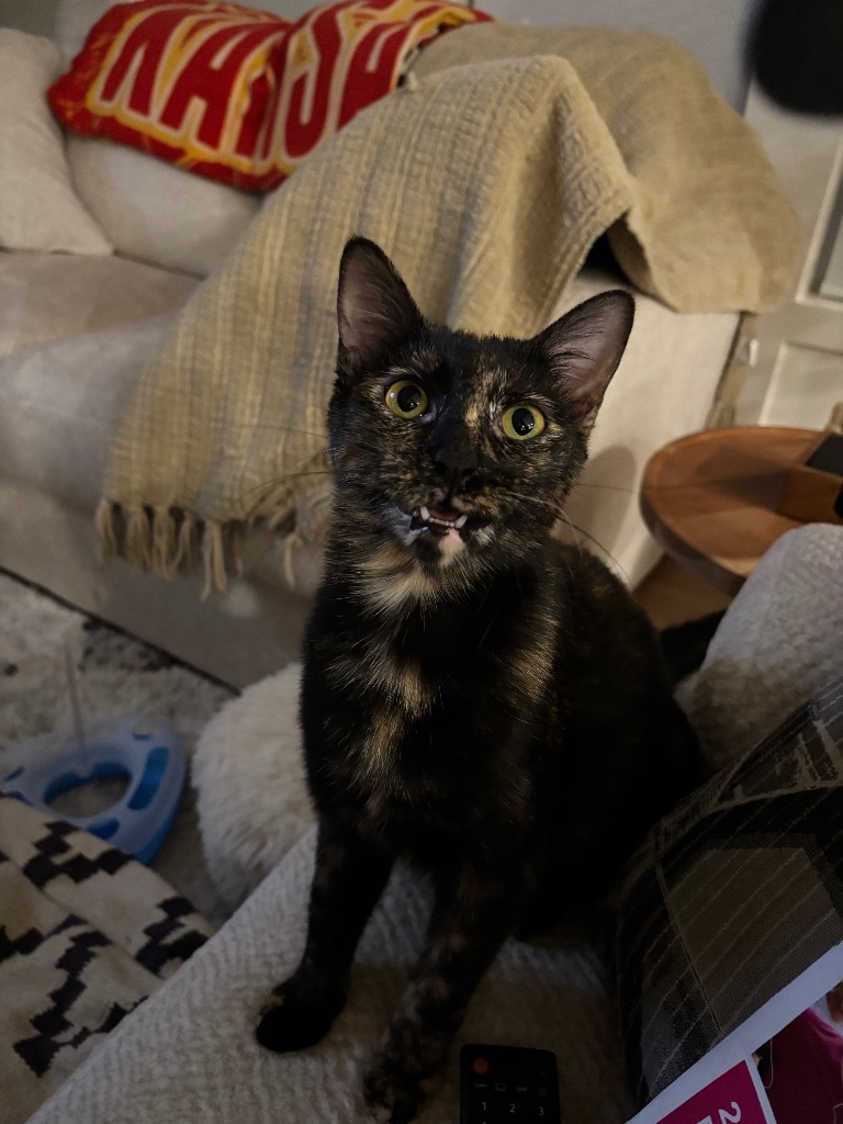 Raisin (Harleigh), an adoptable Domestic Short Hair in Olathe, KS, 66062 | Photo Image 6