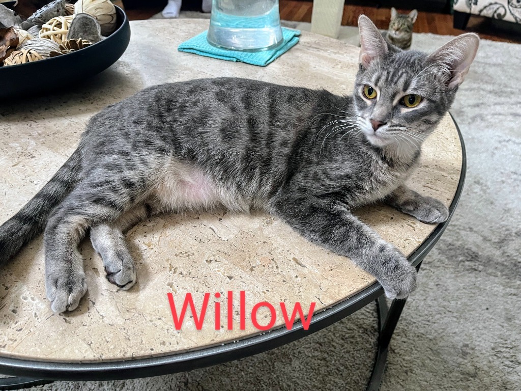 Willow, an adoptable Domestic Short Hair in Olathe, KS, 66062 | Photo Image 1