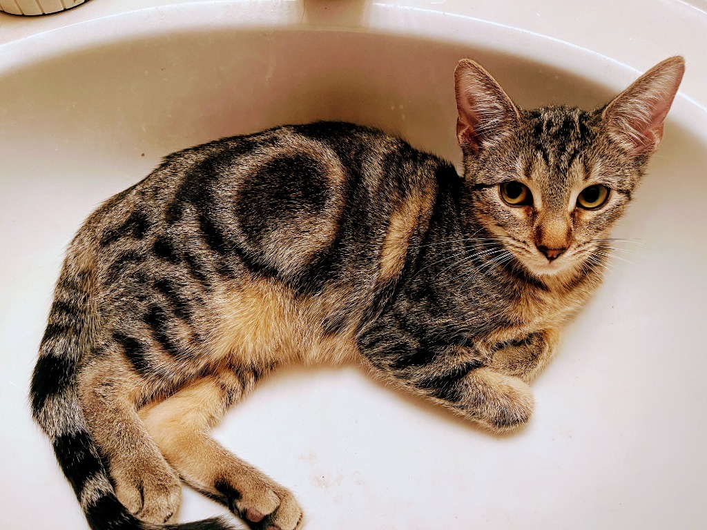 Charlotte, an adoptable Domestic Short Hair in Olathe, KS, 66062 | Photo Image 1