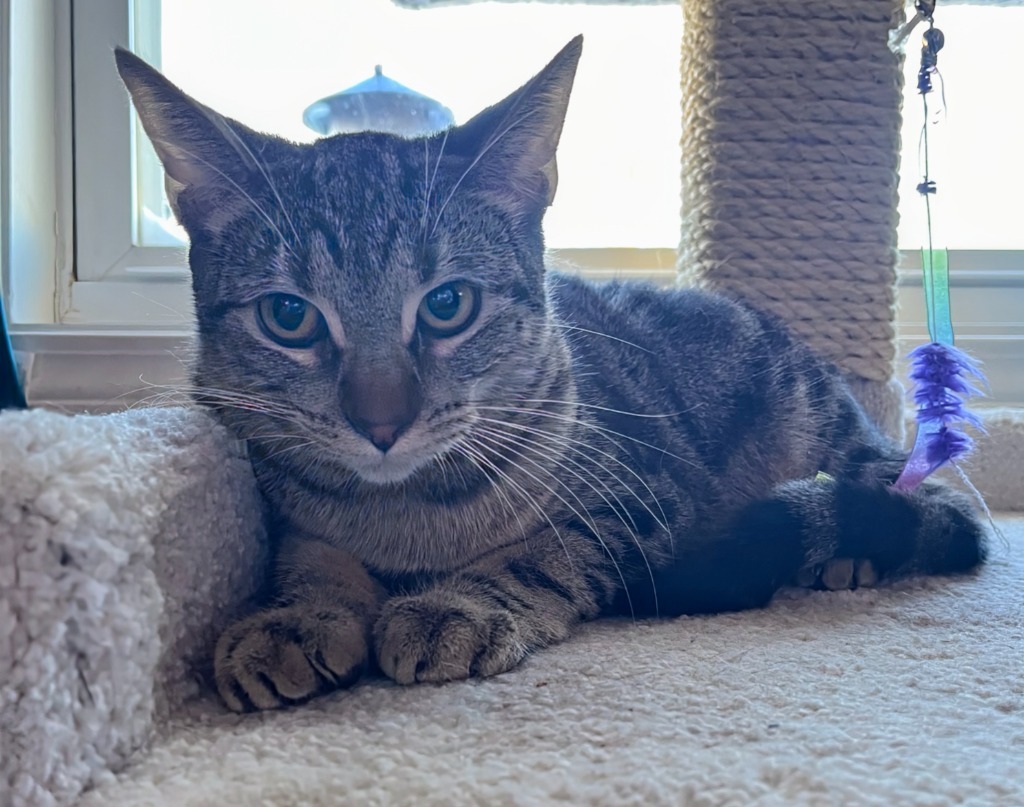 Charlotte, an adoptable Domestic Short Hair in Olathe, KS, 66062 | Photo Image 2