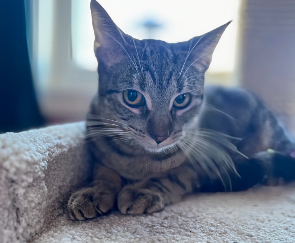 Charlotte, an adoptable Domestic Short Hair in Olathe, KS, 66062 | Photo Image 3
