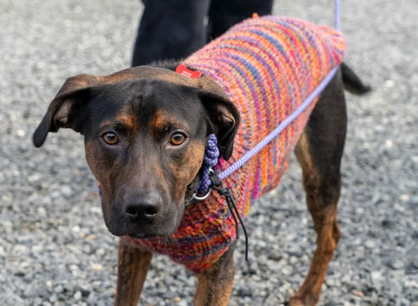 Alexander, an adoptable Hound, Labrador Retriever in Bothell, WA, 98021 | Photo Image 1