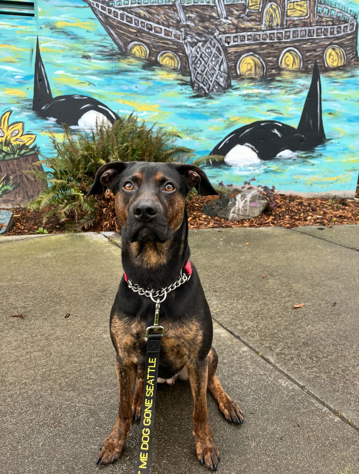 Alexander, an adoptable Hound, Labrador Retriever in Bothell, WA, 98021 | Photo Image 2