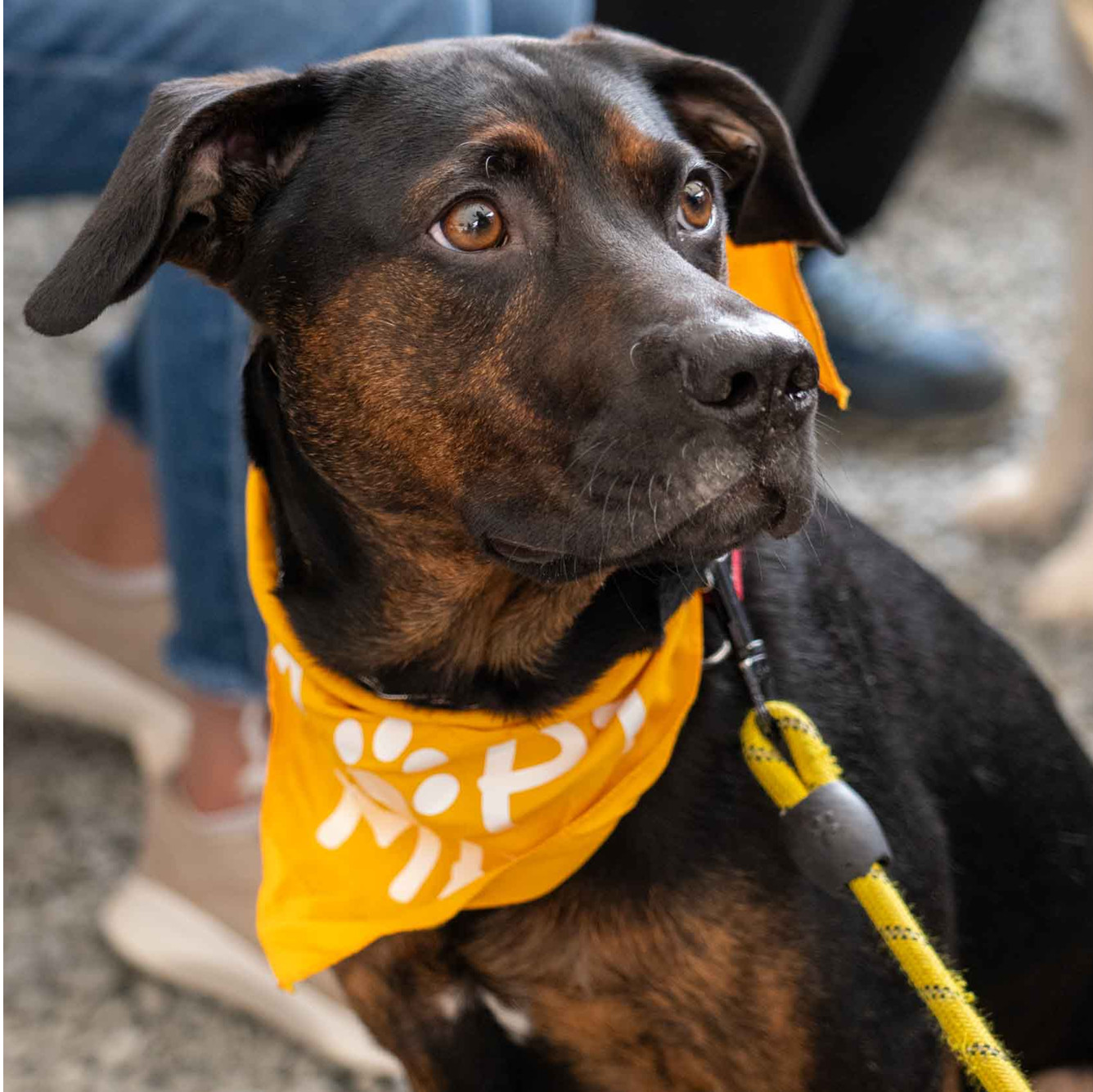 Alexander, an adoptable Hound, Labrador Retriever in Bothell, WA, 98021 | Photo Image 2