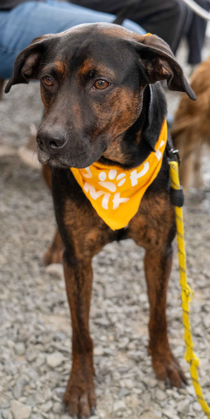Alexander, an adoptable Hound, Labrador Retriever in Bothell, WA, 98021 | Photo Image 3