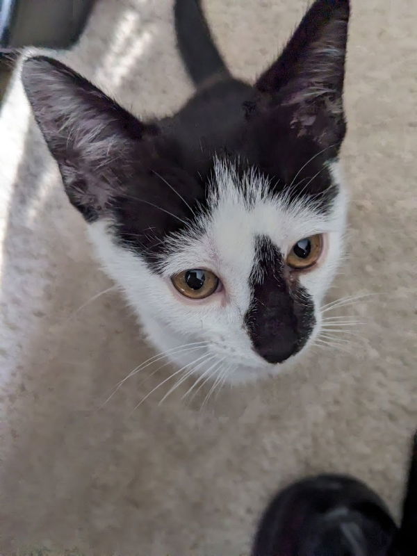 Oreo, an adoptable Domestic Short Hair, Tuxedo in Alturas, CA, 96101 | Photo Image 1