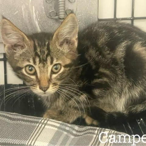 Camper, an adoptable Bengal, Domestic Short Hair in Kingman, KS, 67068 | Photo Image 1