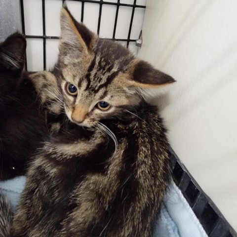 Camper, an adoptable Bengal, Domestic Short Hair in Kingman, KS, 67068 | Photo Image 3