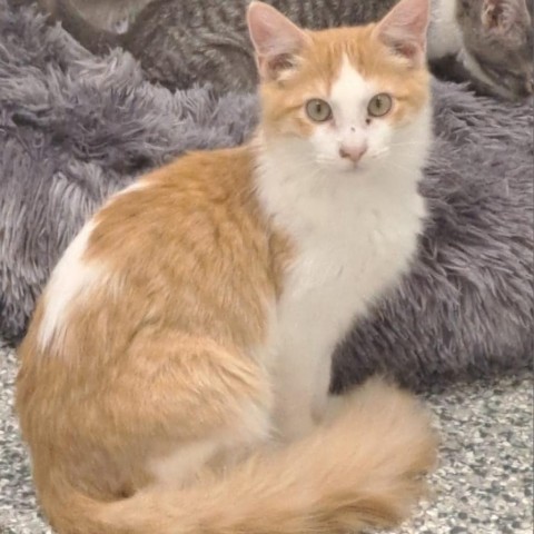 Charley, an adoptable Domestic Long Hair in Kingman, KS, 67068 | Photo Image 1