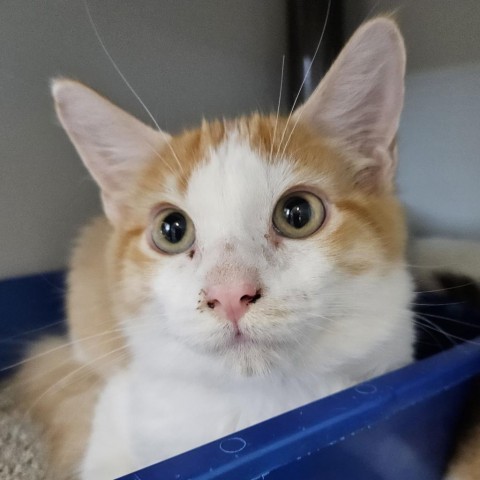 Charley, an adoptable Domestic Long Hair in Kingman, KS, 67068 | Photo Image 2