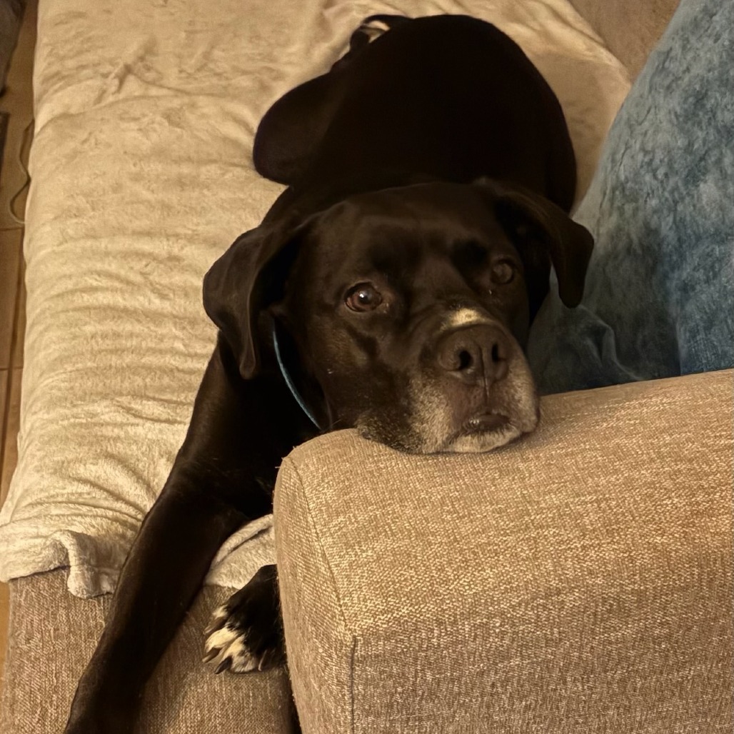 Josie, an adoptable Boxer, Black Labrador Retriever in Las Vegas, NV, 89146 | Photo Image 1