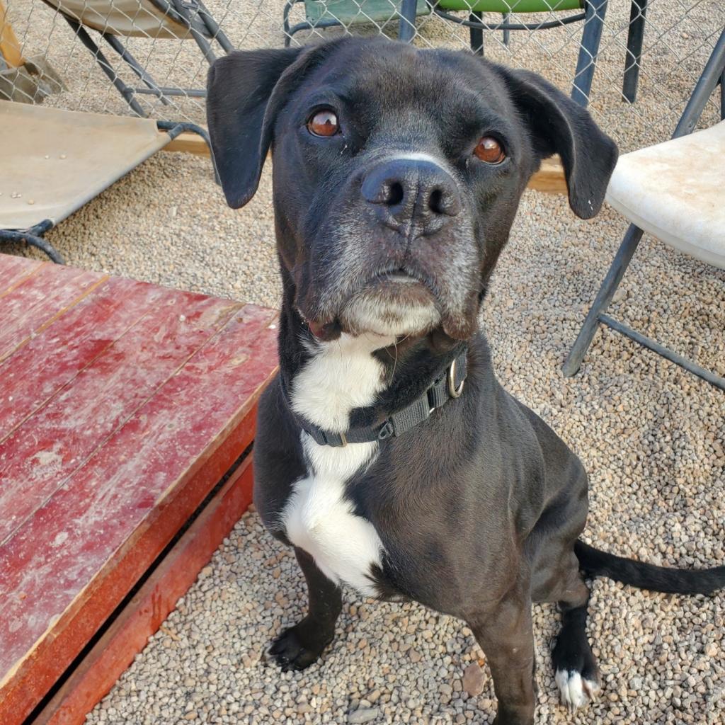 Josie, an adoptable Boxer, Black Labrador Retriever in Las Vegas, NV, 89146 | Photo Image 2