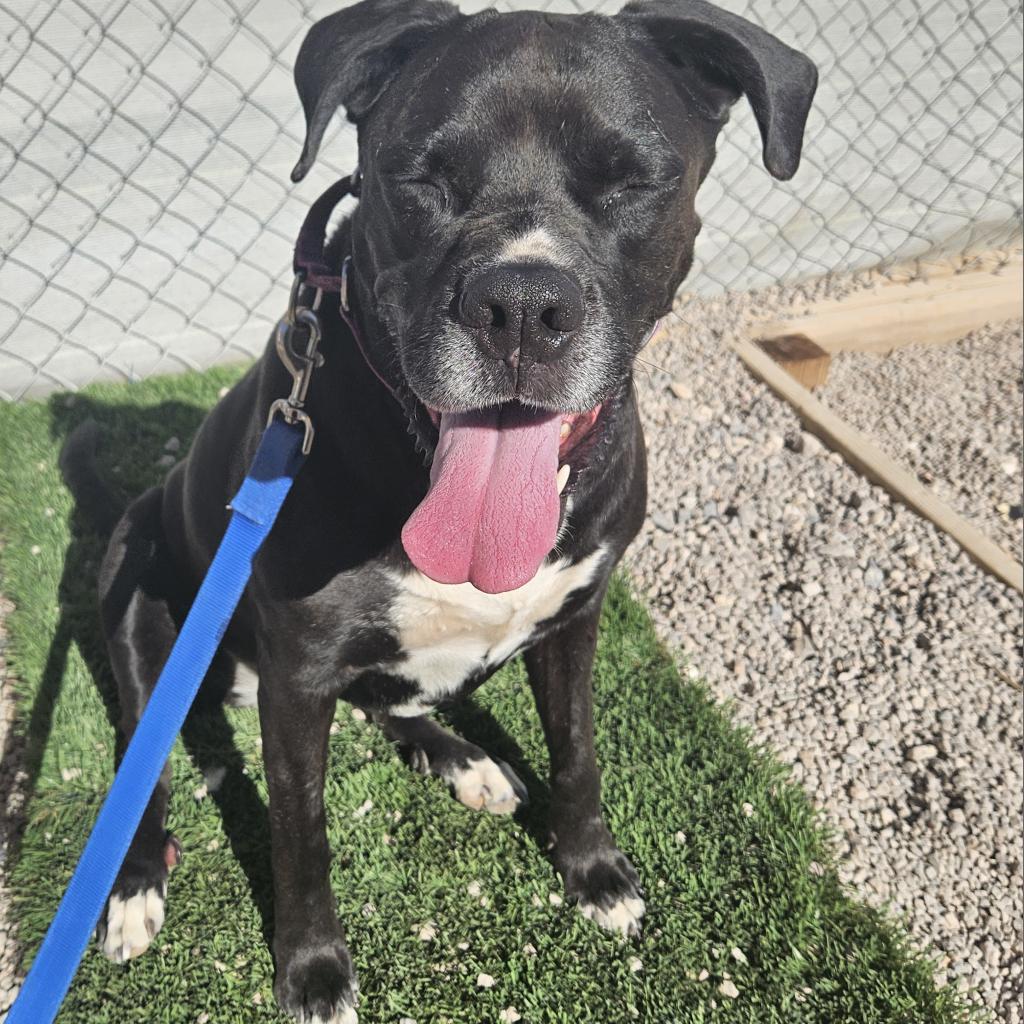 Josie, an adoptable Boxer, Black Labrador Retriever in Las Vegas, NV, 89146 | Photo Image 3