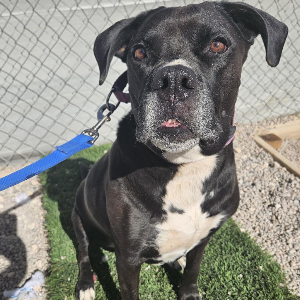 Josie, an adoptable Boxer, Black Labrador Retriever in Las Vegas, NV, 89146 | Photo Image 4