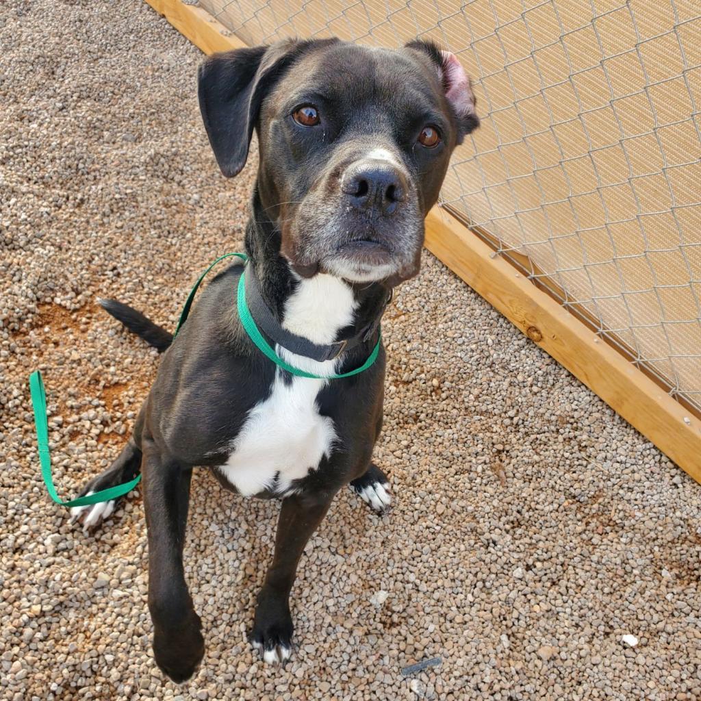 Josie, an adoptable Boxer, Black Labrador Retriever in Las Vegas, NV, 89146 | Photo Image 5