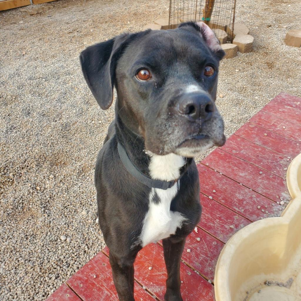 Josie, an adoptable Boxer, Black Labrador Retriever in Las Vegas, NV, 89146 | Photo Image 6