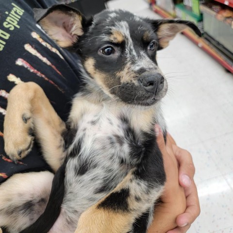 Gulf Coast, an adoptable Cattle Dog in Moab, UT, 84532 | Photo Image 3