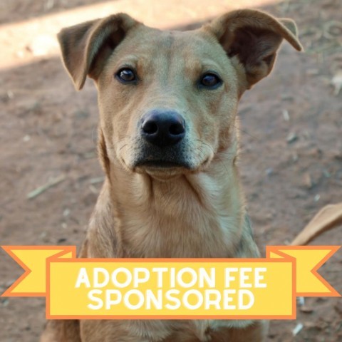 O'Keefe, an adoptable Mixed Breed in Moab, UT, 84532 | Photo Image 1